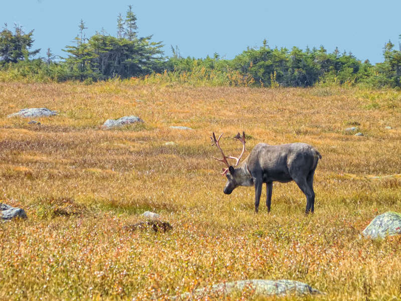 Mountain caribou on the shore of Amethyst Lakes